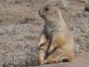 Relaxed prairie dog, CO